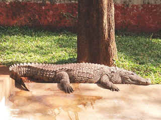 Dudhsagar-23.jpg (104377 bytes)