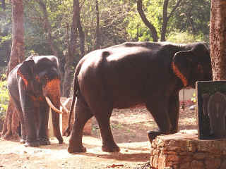 Dudhsagar-24.jpg (90531 bytes)