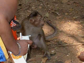 Goa-07.jpg (50549 bytes)