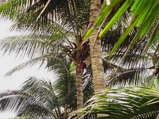 dakGoa-37.jpg (115690 bytes)