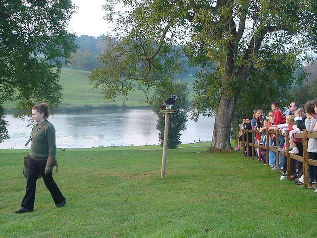 Falconry Display - Leeds Castle