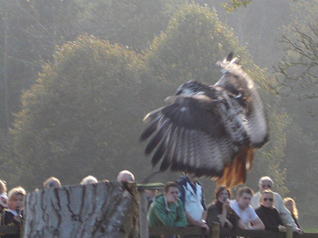 Falconry Display - Leeds Castle