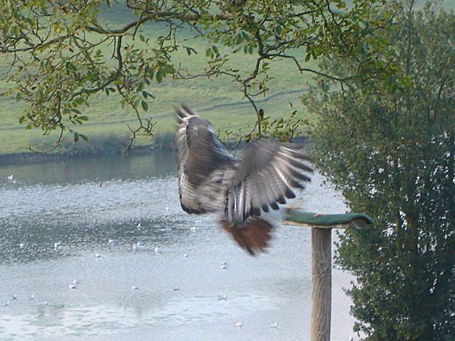 Falconry Display - Leeds Castle