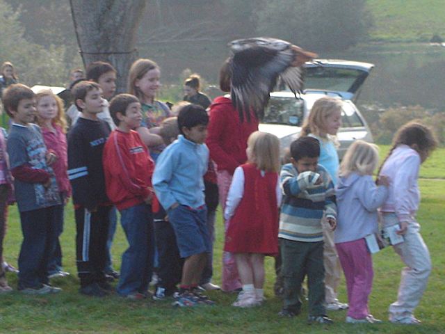 Falconry Display - Leeds Castle