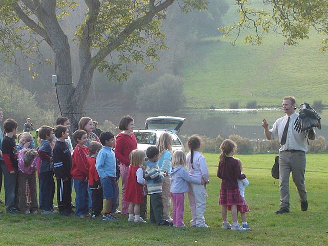 Falconry Display - Leeds Castle