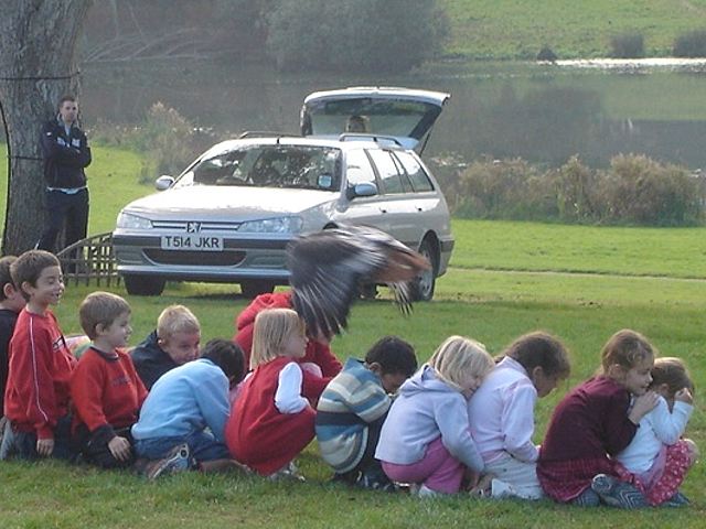Falconry Display - Leeds Castle