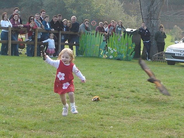 Falconry Display - Leeds Castle