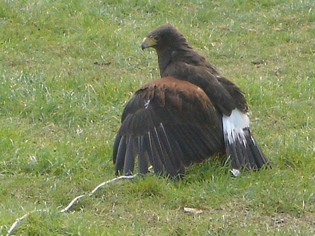 Falconry Display - Leeds Castle