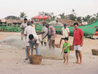 dyl-goa-28.jpg (74311 bytes)